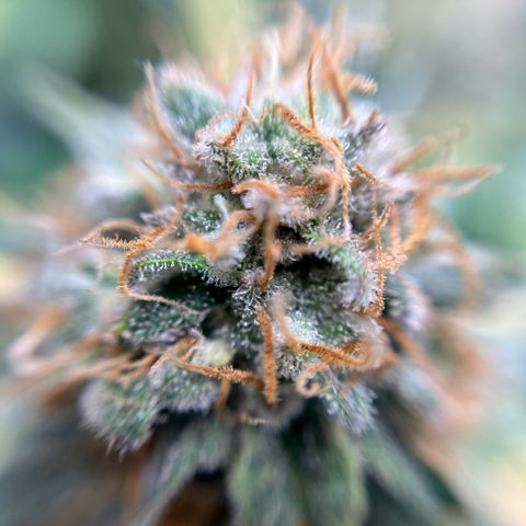 Cracklinburgh Blueberry growlog timeline photo