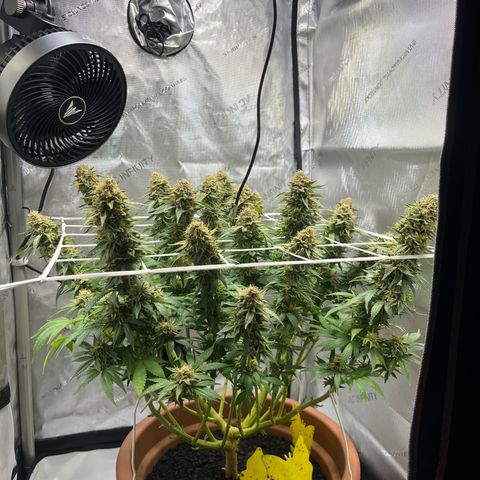 Cracklinburgh Blueberry growlog timeline photo
