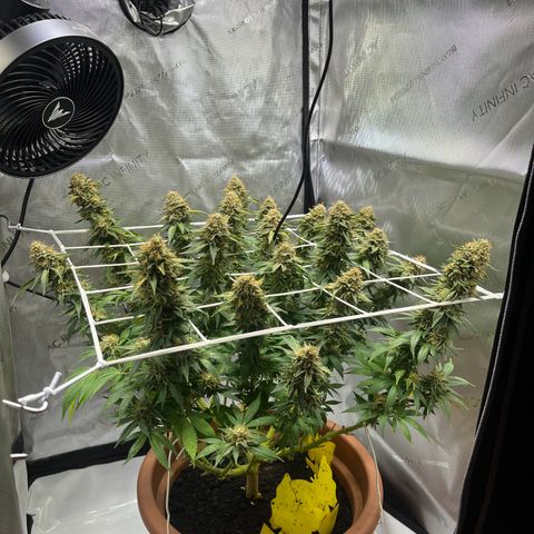 Cracklinburgh Blueberry growlog timeline photo