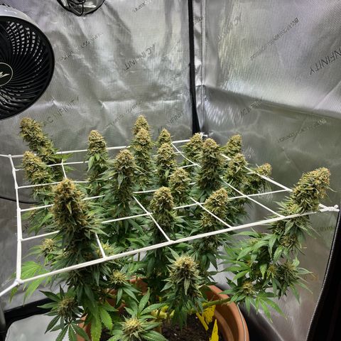 Cracklinburgh Blueberry growlog timeline photo