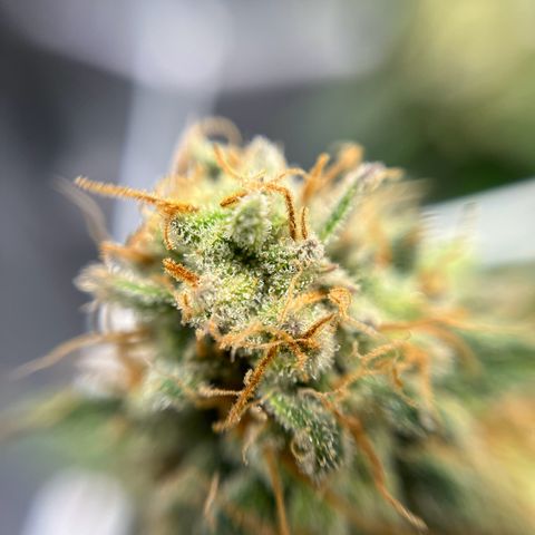 Cracklinburgh Blueberry growlog timeline photo