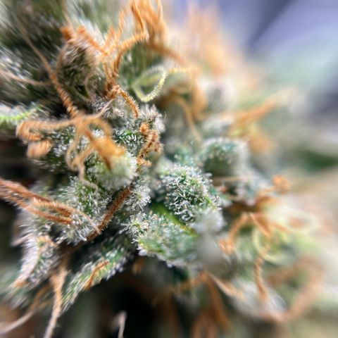 Cracklinburgh Blueberry growlog timeline photo