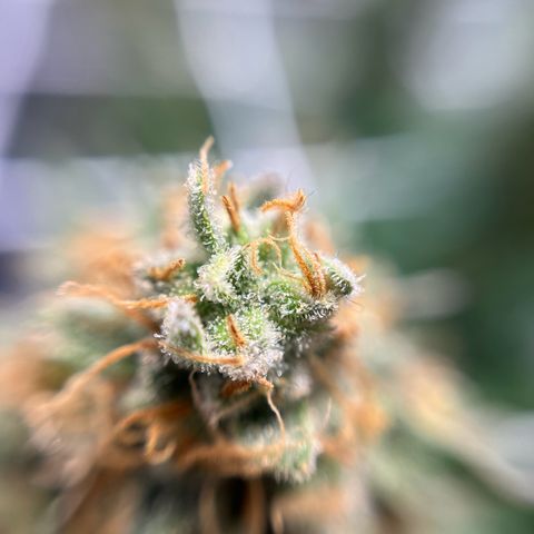 Cracklinburgh Blueberry growlog timeline photo