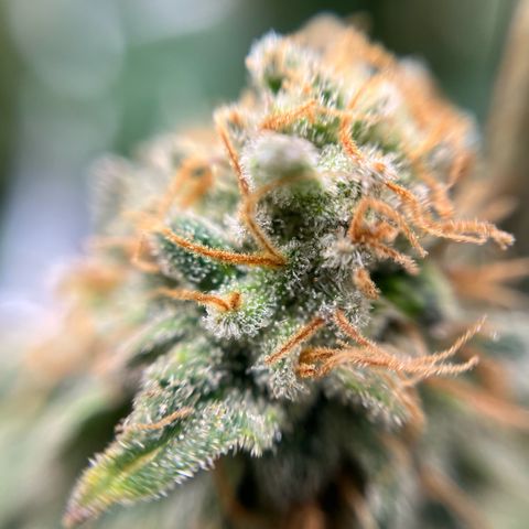 Cracklinburgh Blueberry growlog timeline photo