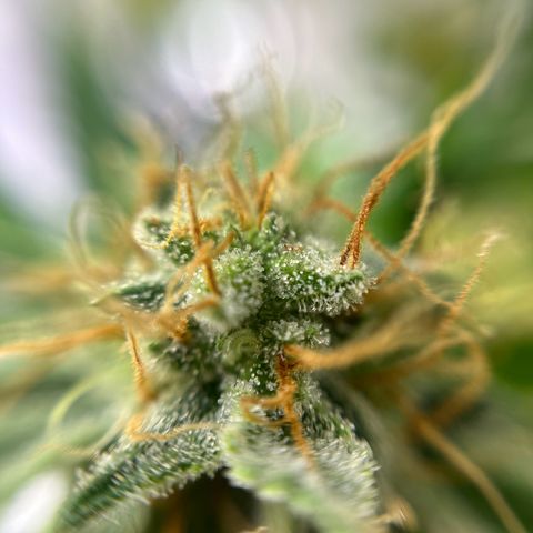 Cracklinburgh Blueberry growlog timeline photo