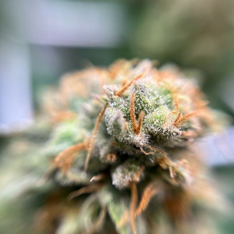 Cracklinburgh Blueberry growlog timeline photo