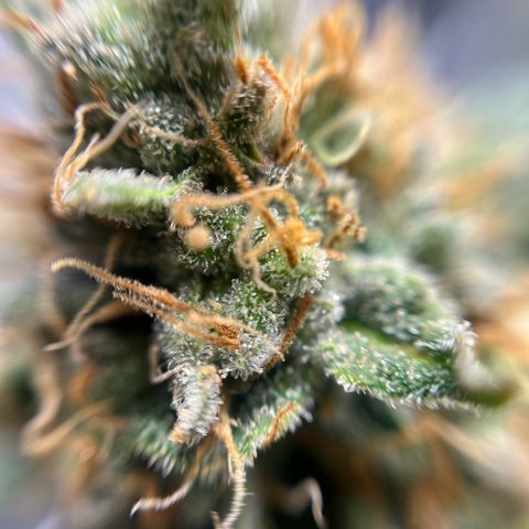 Cracklinburgh Blueberry growlog timeline photo