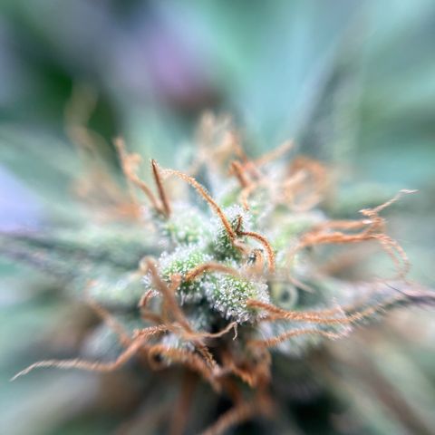 Cracklinburgh Blueberry growlog timeline photo