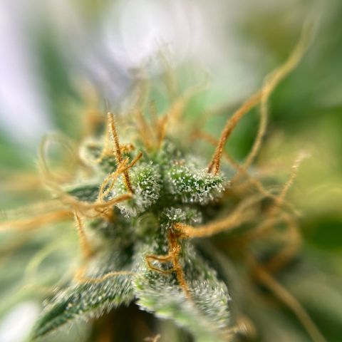 Cracklinburgh Blueberry growlog timeline photo