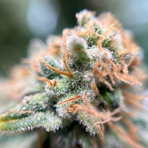 Cracklinburgh Blueberry growlog timeline photo