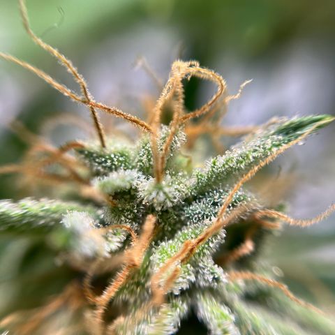 Cracklinburgh Blueberry growlog timeline photo