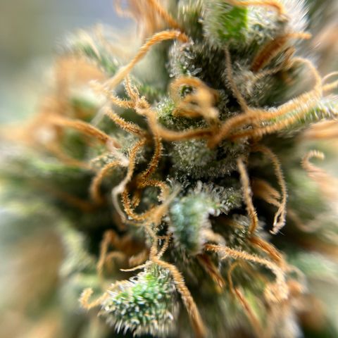 Cracklinburgh Blueberry growlog timeline photo