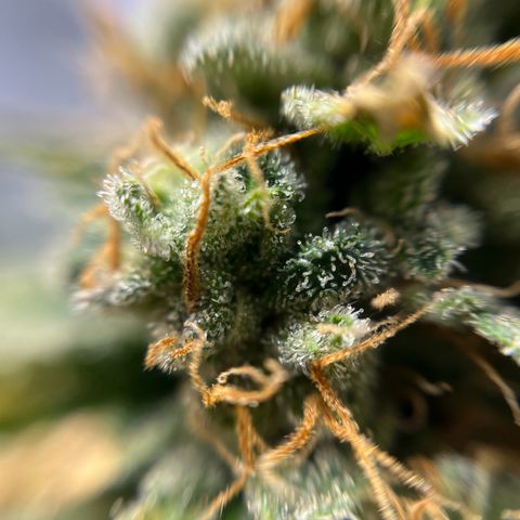 Cracklinburgh Blueberry growlog timeline photo