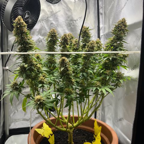 Cracklinburgh Blueberry growlog timeline photo