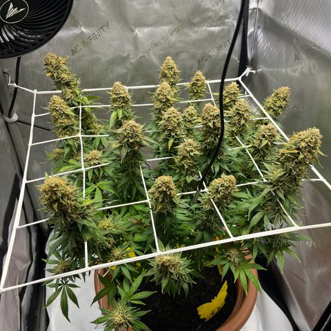 Cracklinburgh Blueberry growlog timeline photo