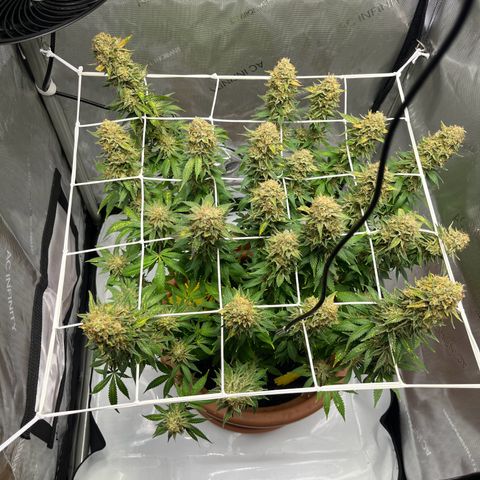 Cracklinburgh Blueberry growlog timeline photo