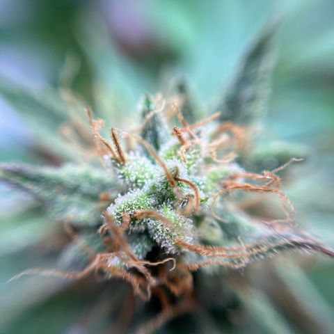 Cracklinburgh Blueberry growlog timeline photo
