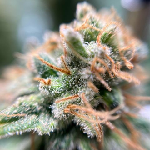 Cracklinburgh Blueberry growlog timeline photo