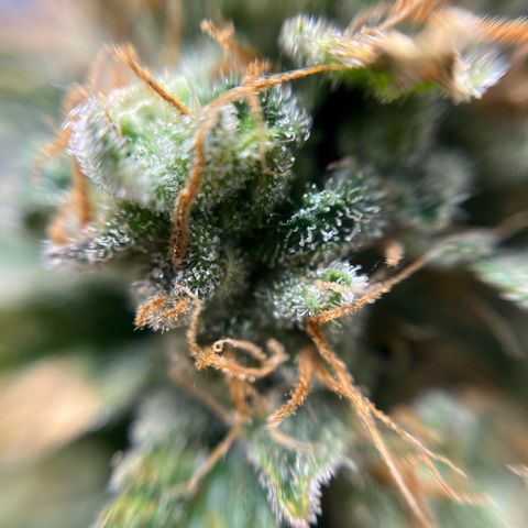 Cracklinburgh Blueberry growlog timeline photo