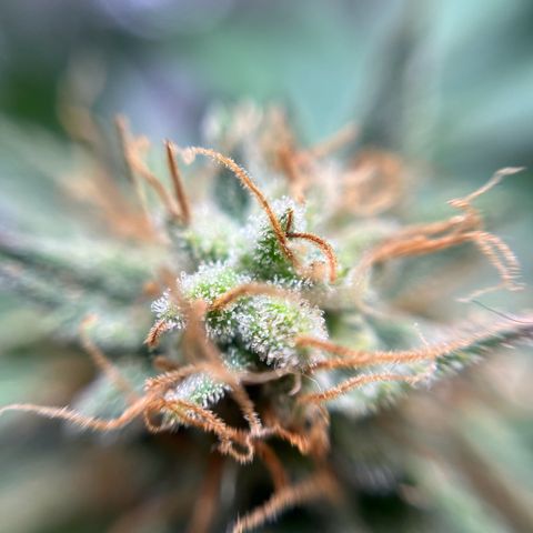 Cracklinburgh Blueberry growlog timeline photo