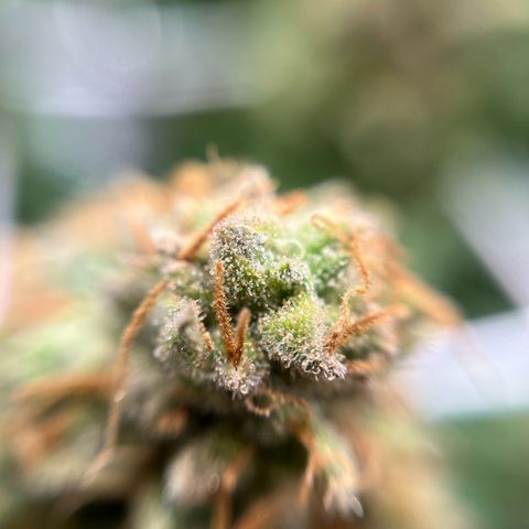 Cracklinburgh Blueberry growlog timeline photo