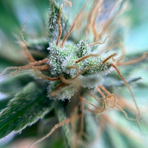 Cracklinburgh Blueberry growlog timeline photo