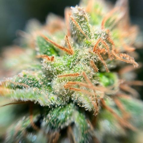 Cracklinburgh Blueberry growlog timeline photo