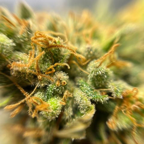 Cracklinburgh Blueberry growlog timeline photo