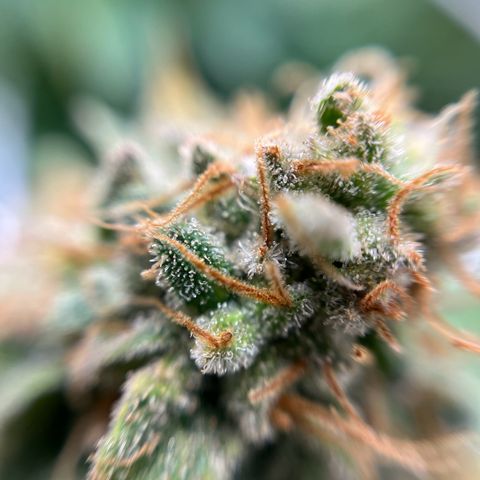 Cracklinburgh Blueberry growlog timeline photo
