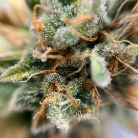 Cracklinburgh Blueberry growlog timeline photo