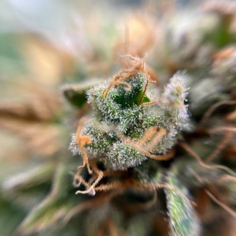 Cracklinburgh Blueberry growlog timeline photo