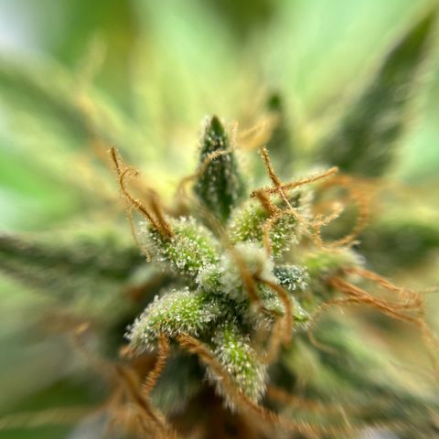 Cracklinburgh Blueberry growlog timeline photo