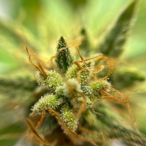 Cracklinburgh Blueberry growlog timeline photo