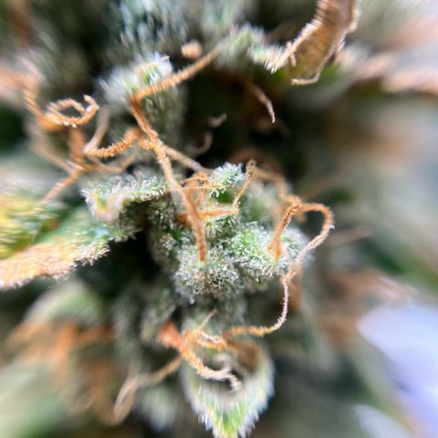 Cracklinburgh Blueberry growlog timeline photo