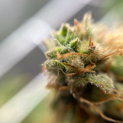 Cracklinburgh Blueberry growlog timeline photo