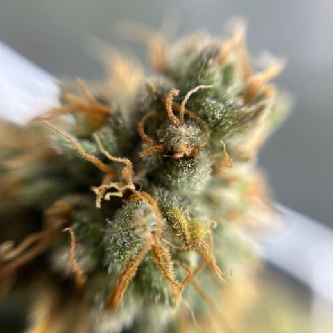 Cracklinburgh Blueberry growlog timeline photo