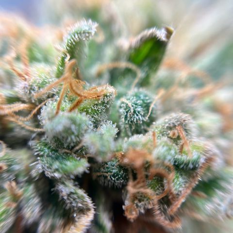 Cracklinburgh Blueberry growlog timeline photo