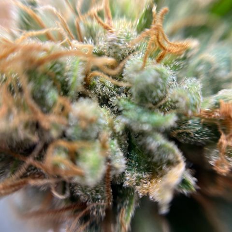 Cracklinburgh Blueberry growlog timeline photo