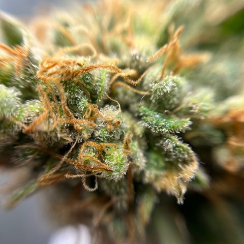 Cracklinburgh Blueberry growlog timeline photo