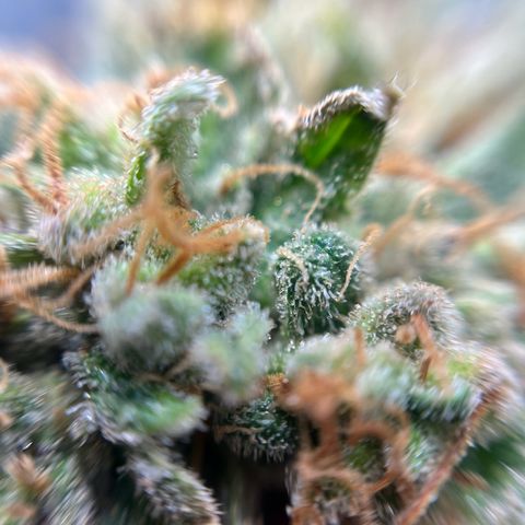 Cracklinburgh Blueberry growlog timeline photo