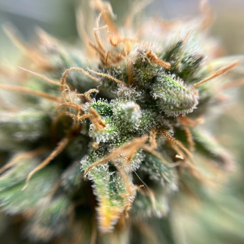 Cracklinburgh Blueberry growlog timeline photo