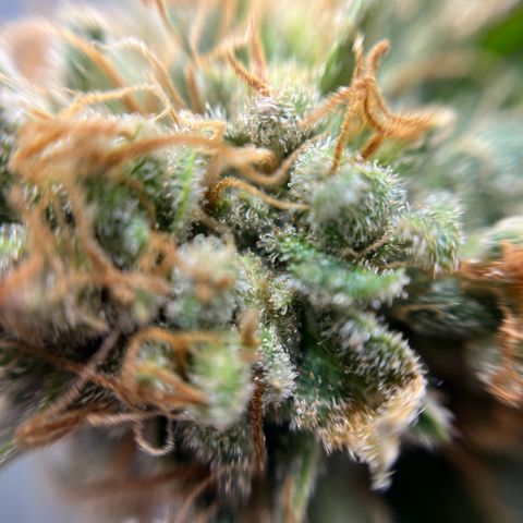 Cracklinburgh Blueberry growlog timeline photo