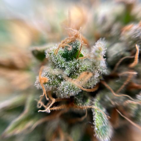 Cracklinburgh Blueberry growlog timeline photo