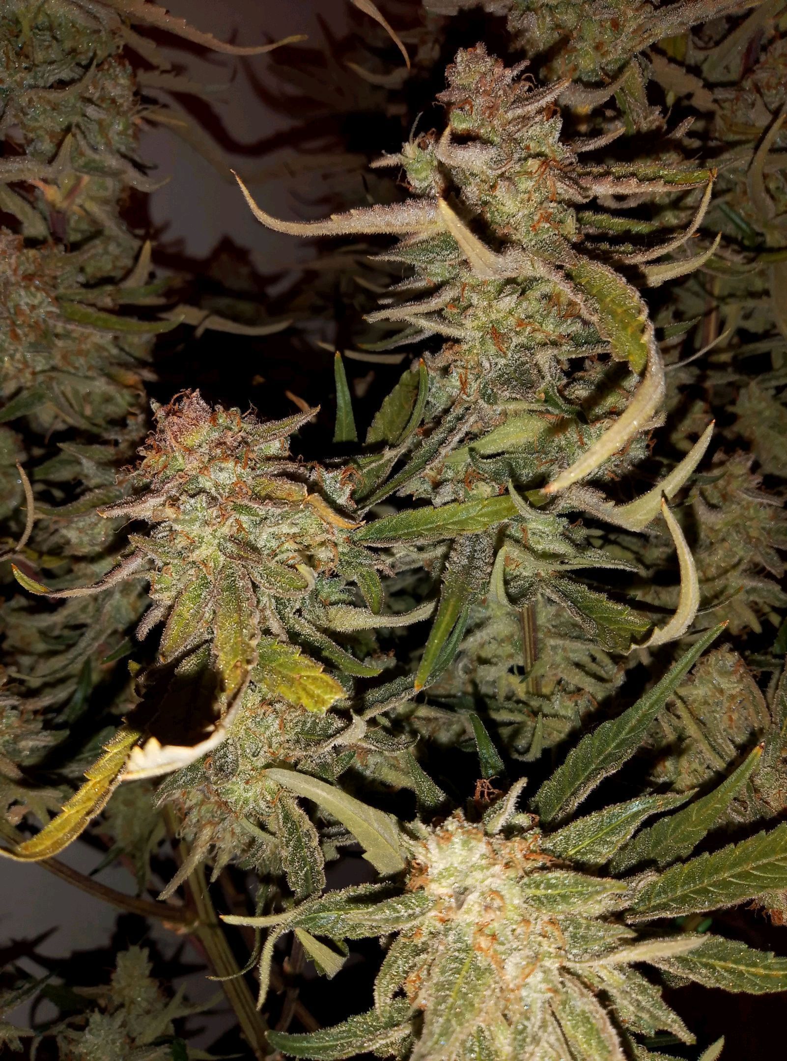 🍇 grape ape growlog header