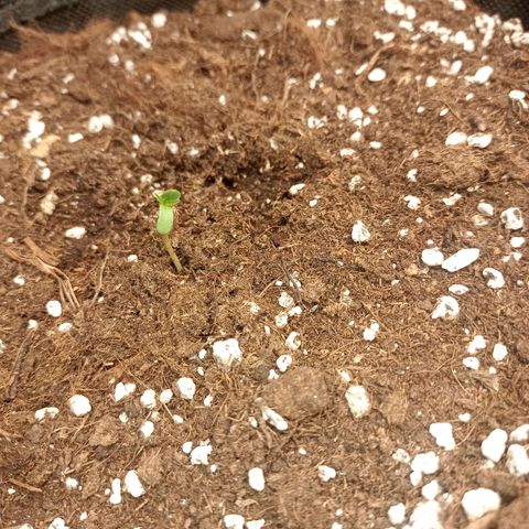 🍇 grape ape  growlog photo