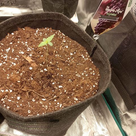 🍇 grape ape  growlog photo