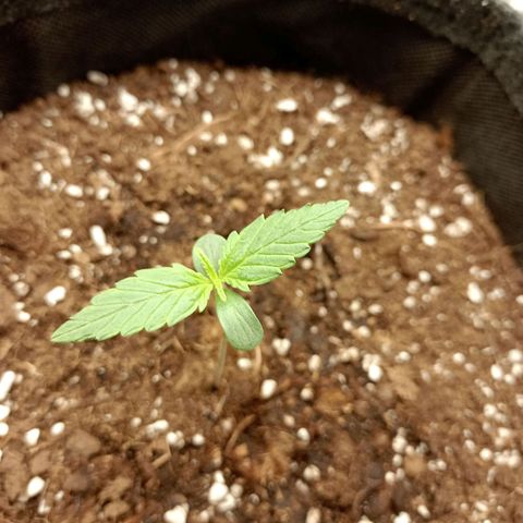 🍇 grape ape  growlog photo