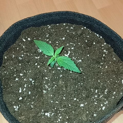 🍇 grape ape  growlog timeline photo