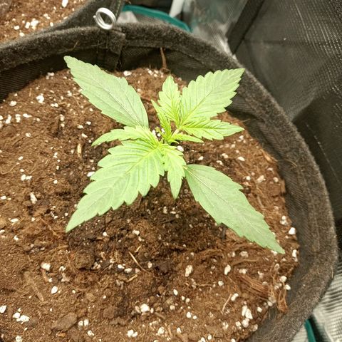 🍇 grape ape  growlog timeline photo