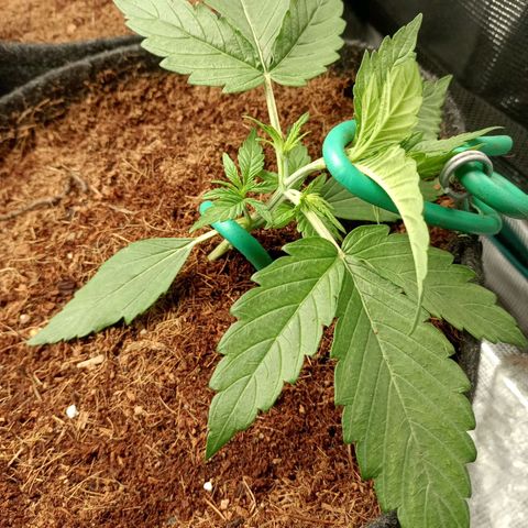 🍇 grape ape  growlog timeline photo